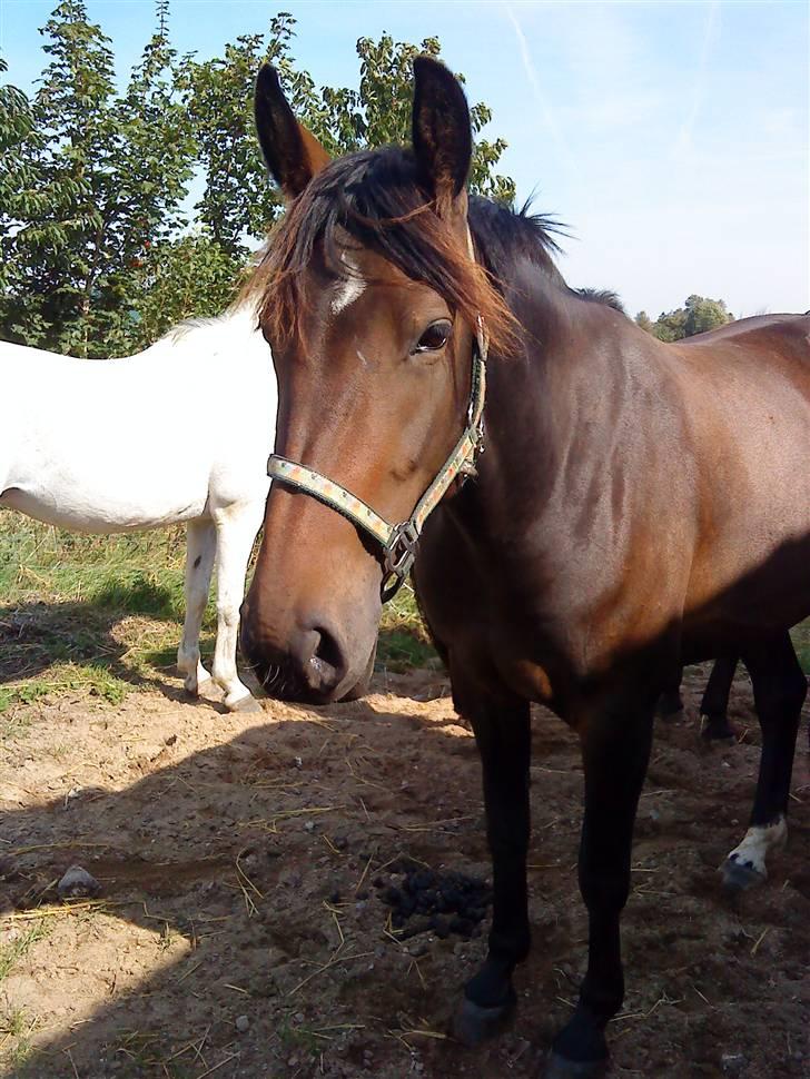 Anden særlig race flying maddie SOLGT billede 12