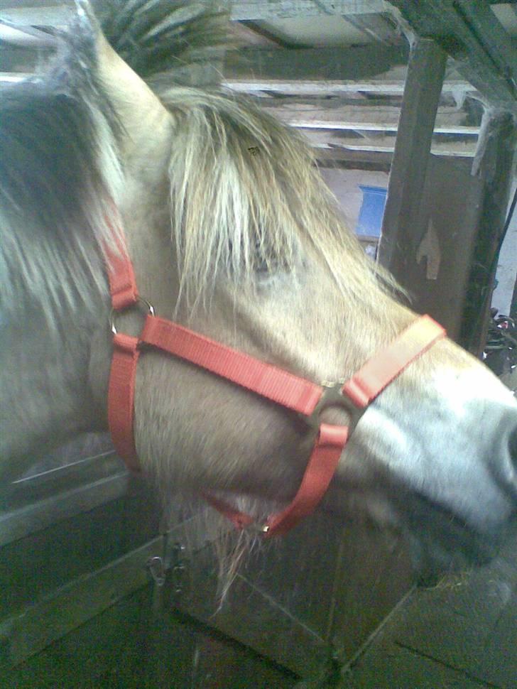 Fjordhest Emil (solgt) billede 9