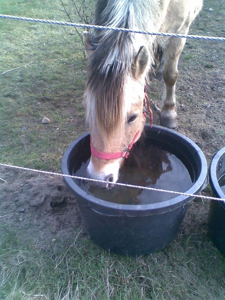 Fjordhest Emil (solgt) billede 10