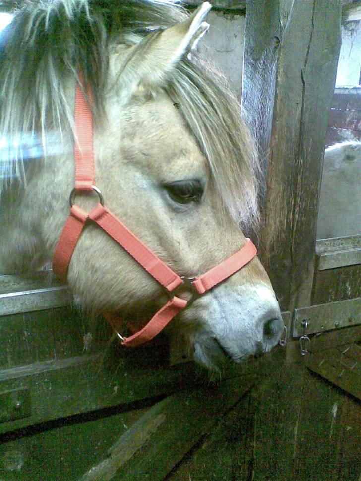 Fjordhest Emil (solgt) billede 11