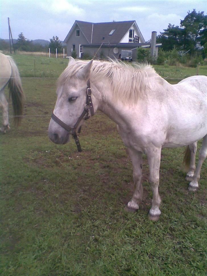 Anden særlig race Daisy R.I.P billede 8