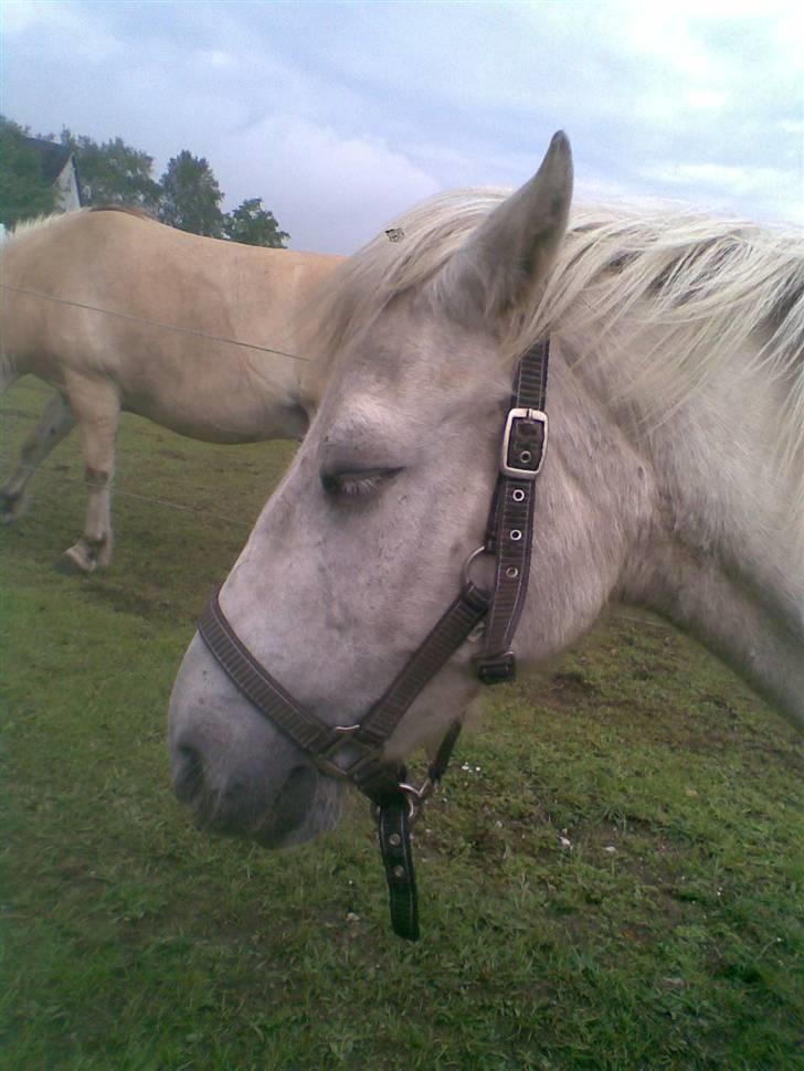 Anden særlig race Daisy R.I.P billede 9