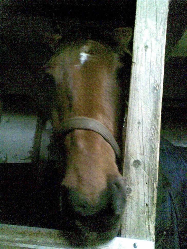 Trakehner Inventus (solgt) billede 16