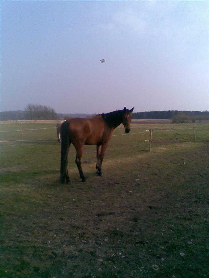 Trakehner Inventus (solgt) billede 17