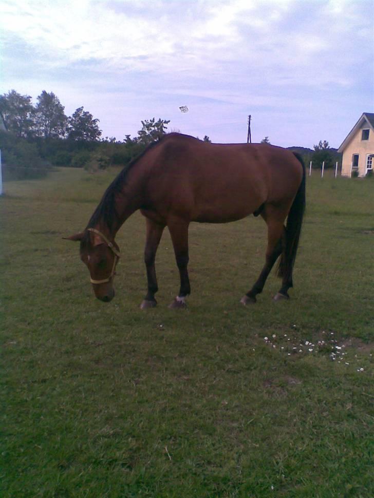 Trakehner Inventus (solgt) billede 18