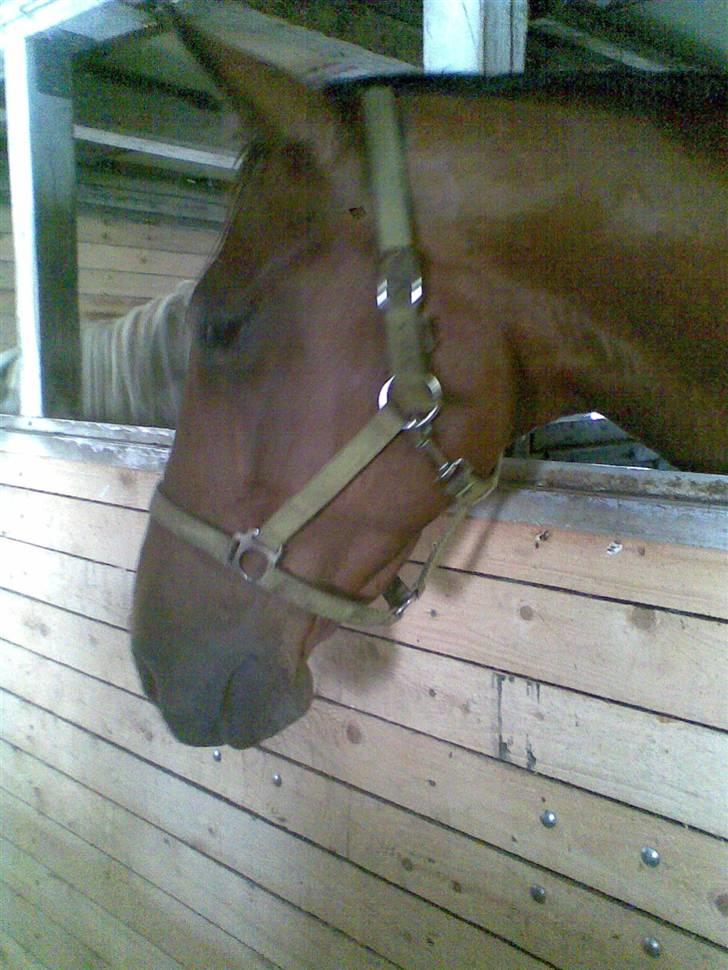 Trakehner Inventus (solgt) billede 19