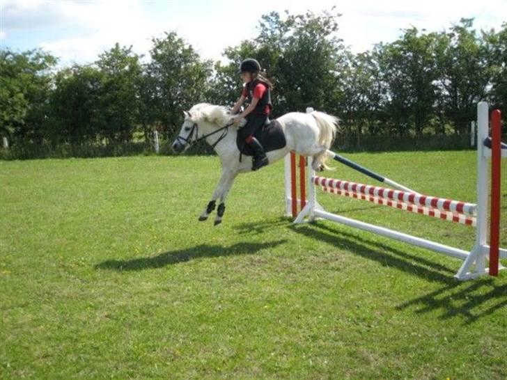Welsh Pony (sec B) Honeycomb   - honey som springer i padborg rideklub<3 billede 9