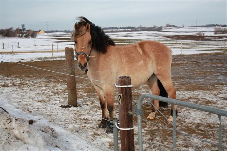 Anden særlig race Tais <3 - Tais med vinterpels! Årh hvor er han dejlig <3 Foto: Julie Willems.  vinteren 09/10 billede 10