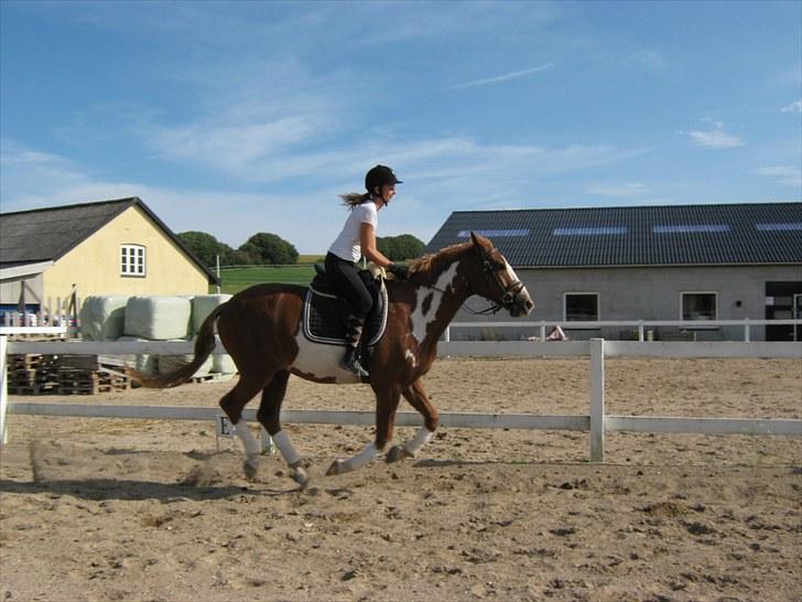 Pinto Coda "solgt" - Wee fri galop i let sæde. dressur træning; sommeren ´10 billede 15