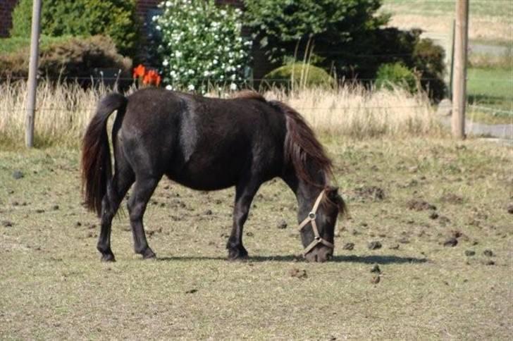 Miniature Candis - Her er hendes lækre krop billede 1