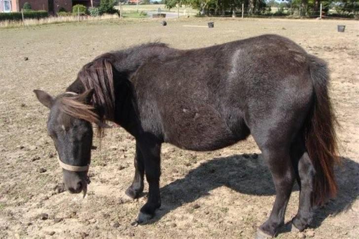 Miniature Candis - Jeg er sååååååååååå træt billede 2