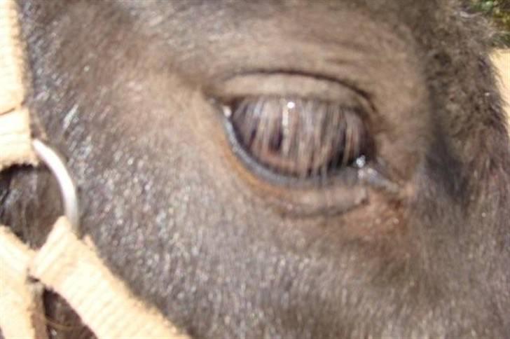 Miniature Candis - Det er mit øje billede 3