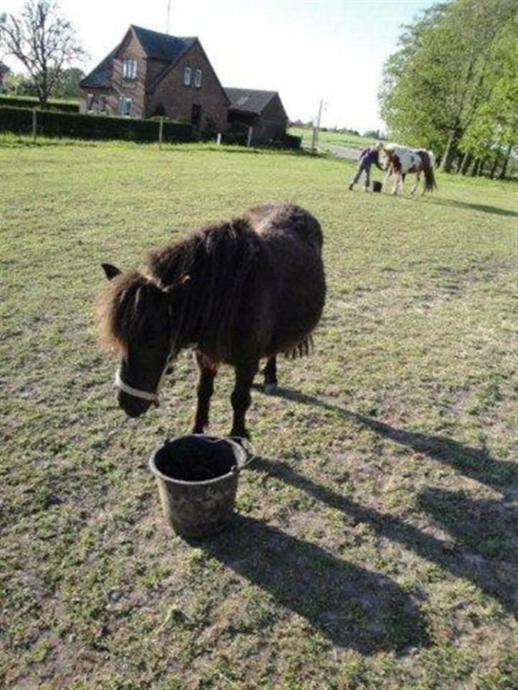 Miniature Candis - Jeg er lidt tyk billede 4