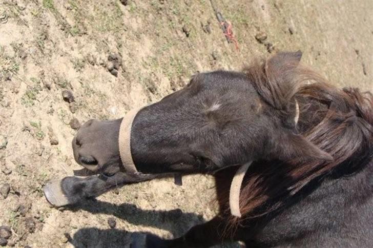 Miniature Candis - Det er mit hoved billede 5