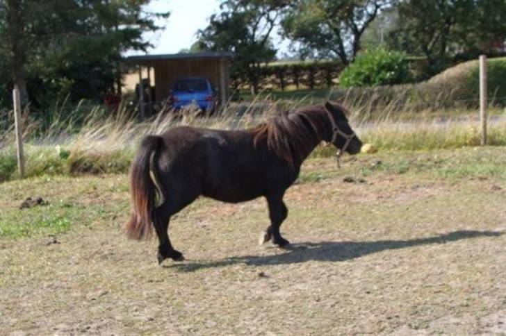 Miniature Candis - Candis i trav billede 6