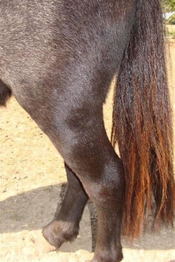 Miniature Candis - Hendes bagben billede 7