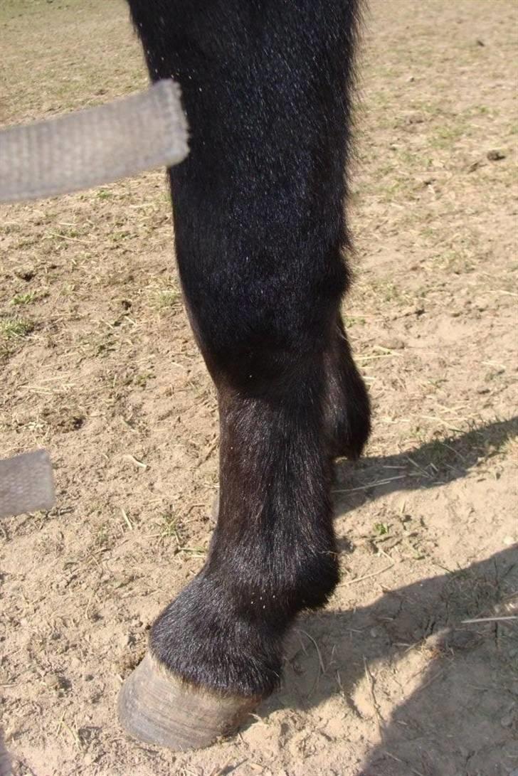 Miniature Candis - Hendes forben billede 8