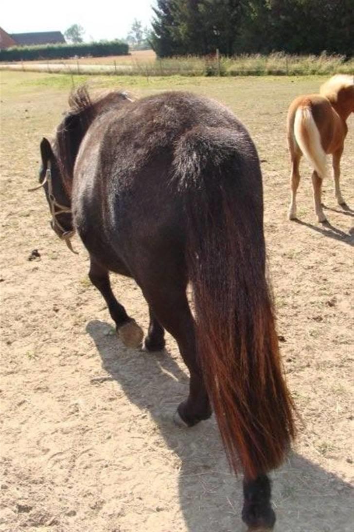 Miniature Candis - Hendes numse billede 9