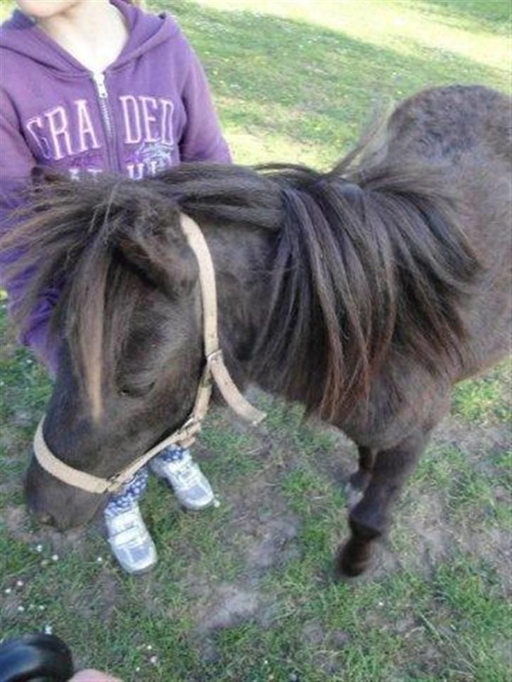 Miniature Candis - Det lille pjok billede 10