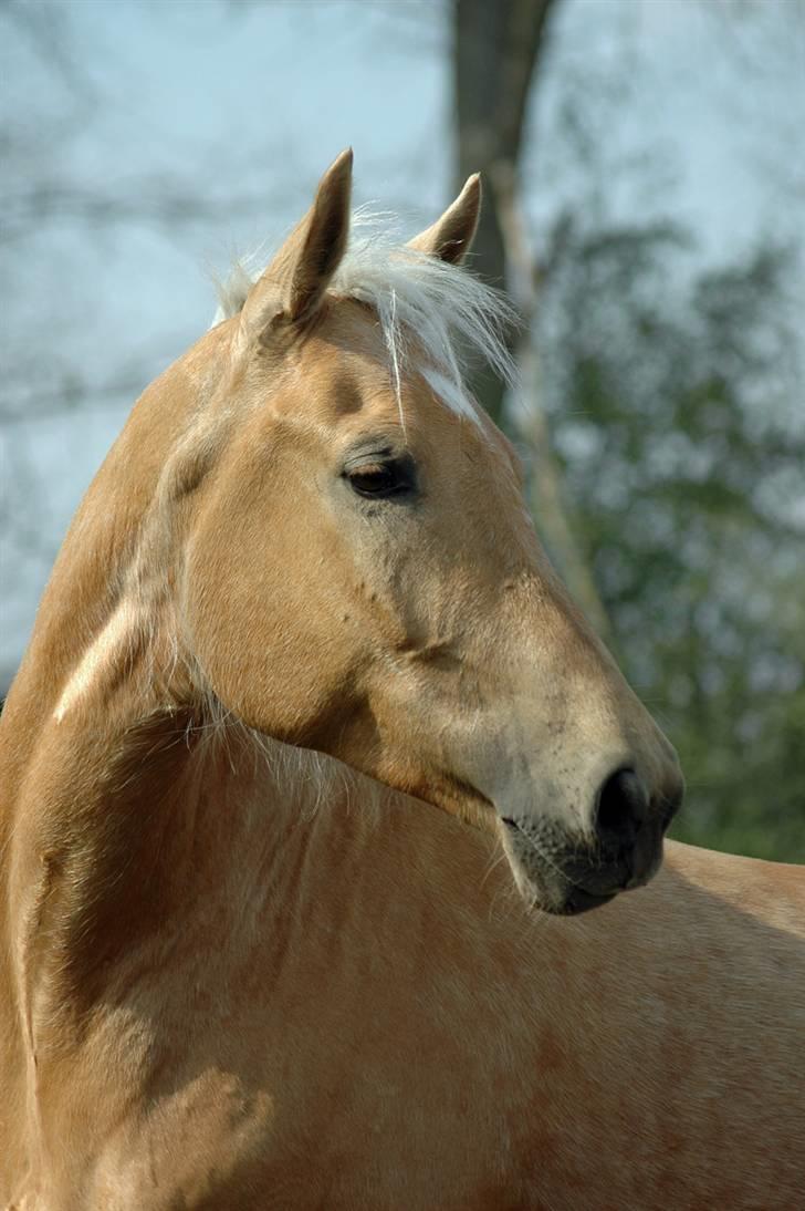 Palomino Golden Delicious R.I.P:'( - Velkommen til mit gyldne æble! Billedet er taget af ChaosPhoto.dk og hun kan klart anbefales :) billede 1