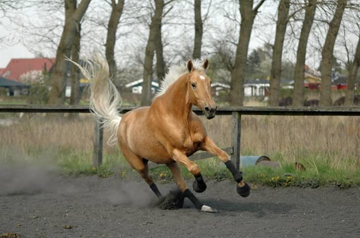 Palomino Golden Delicious R.I.P:'( - Taget af ChaosPhoto.dk billede 2