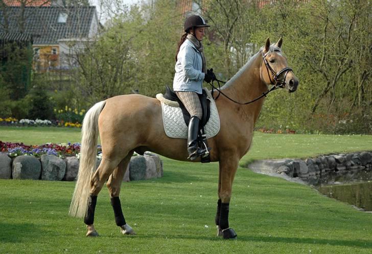 Palomino Golden Delicious R.I.P:'( - Taget af ChaosPhoto.dk billede 3