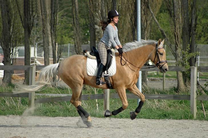 Palomino Golden Delicious R.I.P:'( - Taget af ChaosPhoto.dk - under tilridning, kun lige lært at galopere. billede 4