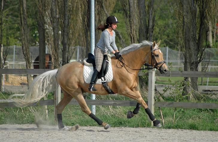 Palomino Golden Delicious R.I.P:'( - Taget af ChaosPhoto.dk - under tilridning. billede 5