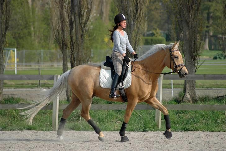 Palomino Golden Delicious R.I.P:'( - Taget af ChaosPhoto.dk - under tilridning. billede 6