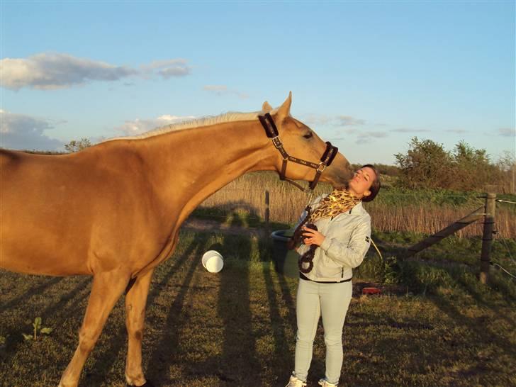 Palomino Golden Delicious R.I.P:'( - Sommerfold :)  billede 7