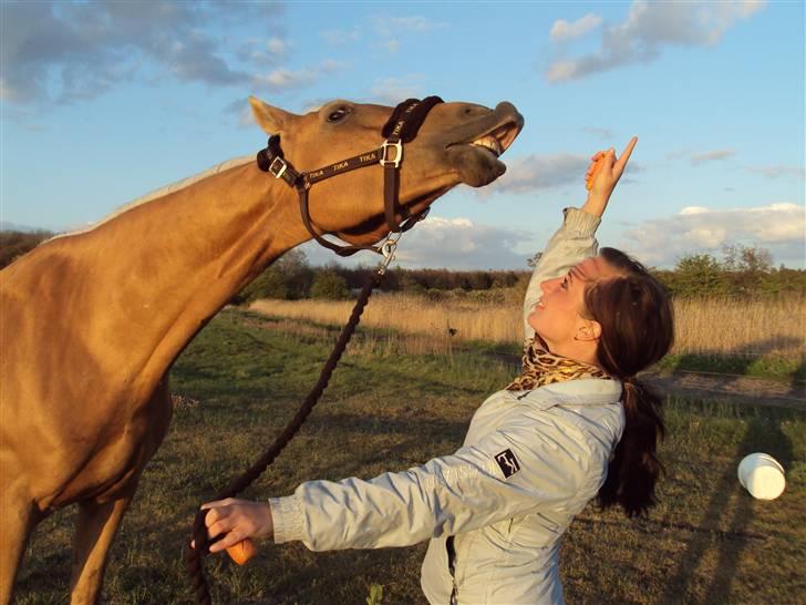 Palomino Golden Delicious R.I.P:'( - Sommerfold :)  billede 8