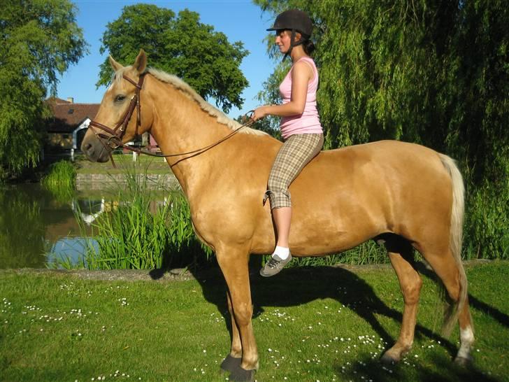 Palomino Golden Delicious R.I.P:'( - Første gang vi er ude og ride efter halvanden måneds pause på sommerfold. billede 9