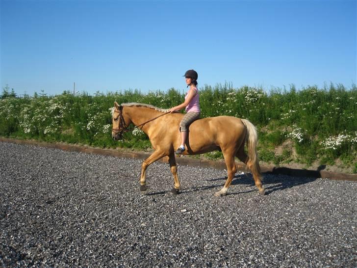 Palomino Golden Delicious R.I.P:'( - Skridt på vores flotte nye ridebane af muslingeskaller - det larmer! billede 10