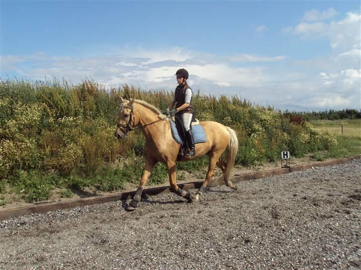 Palomino Golden Delicious R.I.P:'( - Så er vi igang igen... Her trav. billede 12