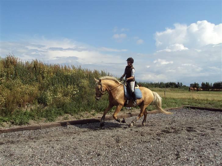 Palomino Golden Delicious R.I.P:'( - ... Og her galop. billede 13