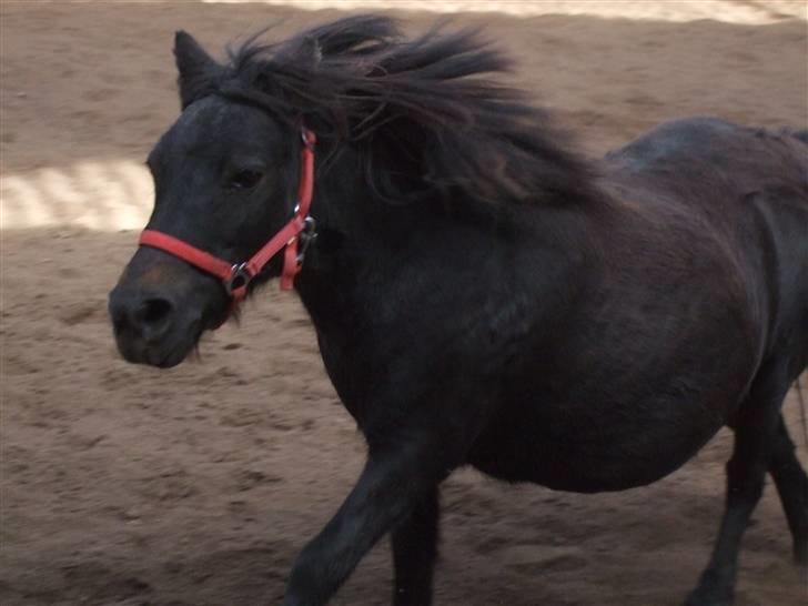 Shetlænder Tulle - Wroooum! Her kommer den lille fræser :D billede 13