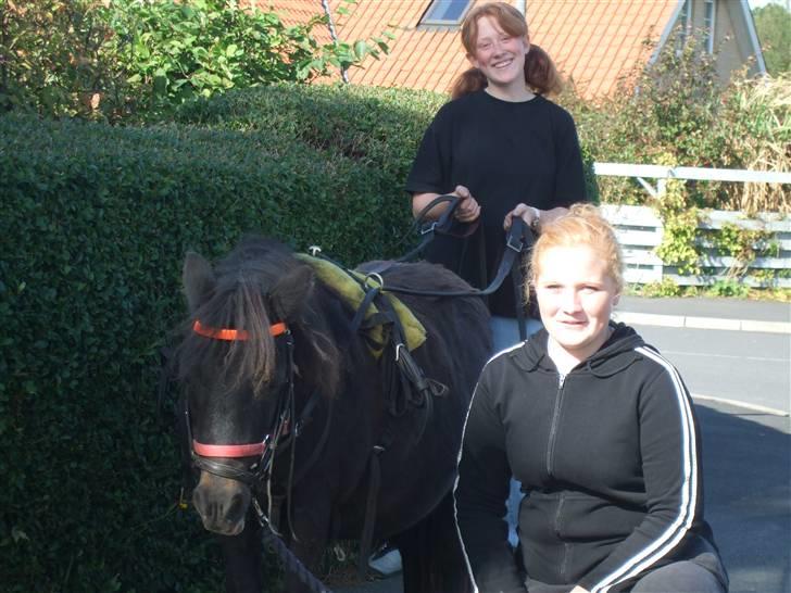 Shetlænder Tulle - Tulle bliver kørt af mig med Pia som trækker :) billede 14