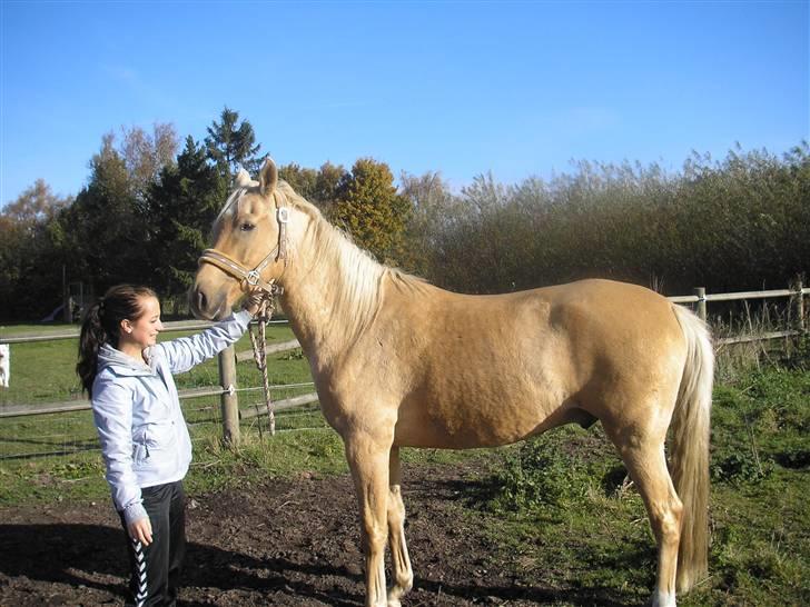 Palomino Golden Delicious R.I.P:'( - Dagen efter han kom hjem til mig - er han ikke bare baby? :)  billede 16