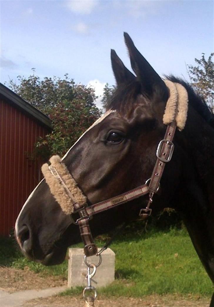 Dansk Varmblod Hejbøls Chanto DV 246 - Det er spændende... billede 6