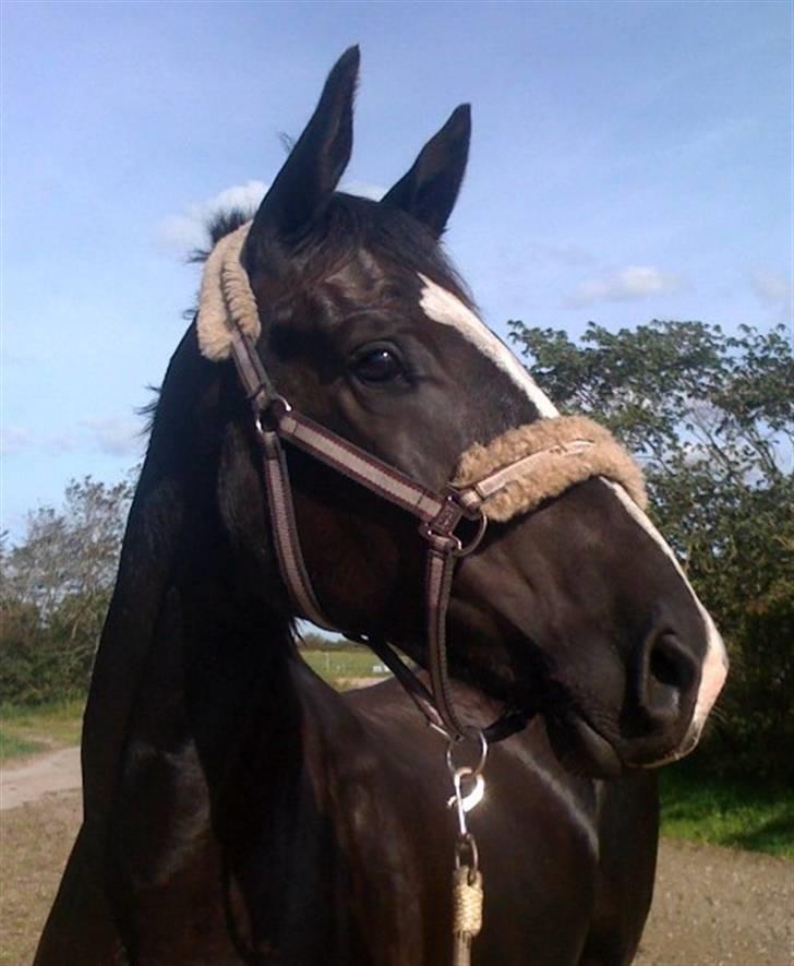 Dansk Varmblod Hejbøls Chanto DV 246 - Hvad sker der derhenne??? billede 7