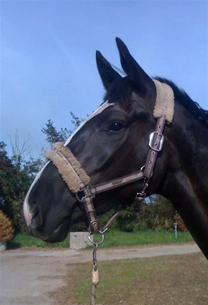 Dansk Varmblod Hejbøls Chanto DV 246 billede 8