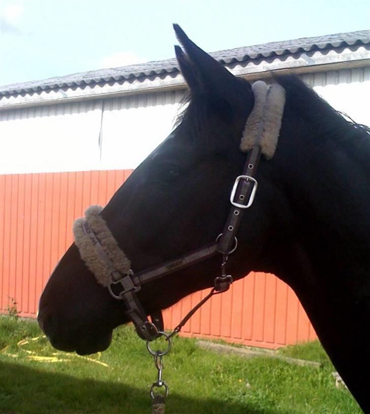 Dansk Varmblod Hejbøls Chanto DV 246 billede 9