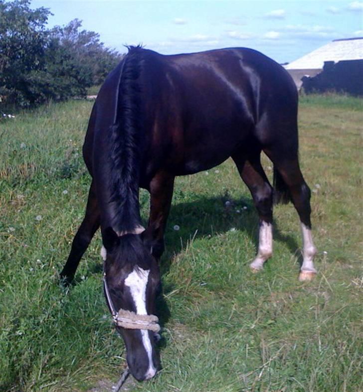 Dansk Varmblod Hejbøls Chanto DV 246 - Uhmmm, lækkert græs... billede 10