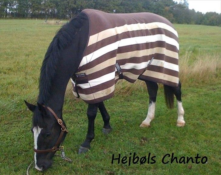 Dansk Varmblod Hejbøls Chanto DV 246 billede 11