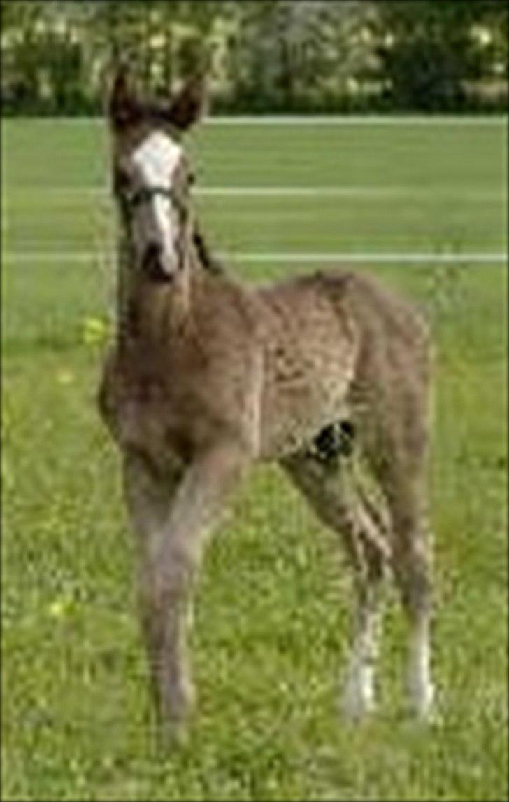 Dansk Varmblod Hejbøls Chanto DV 246 billede 12