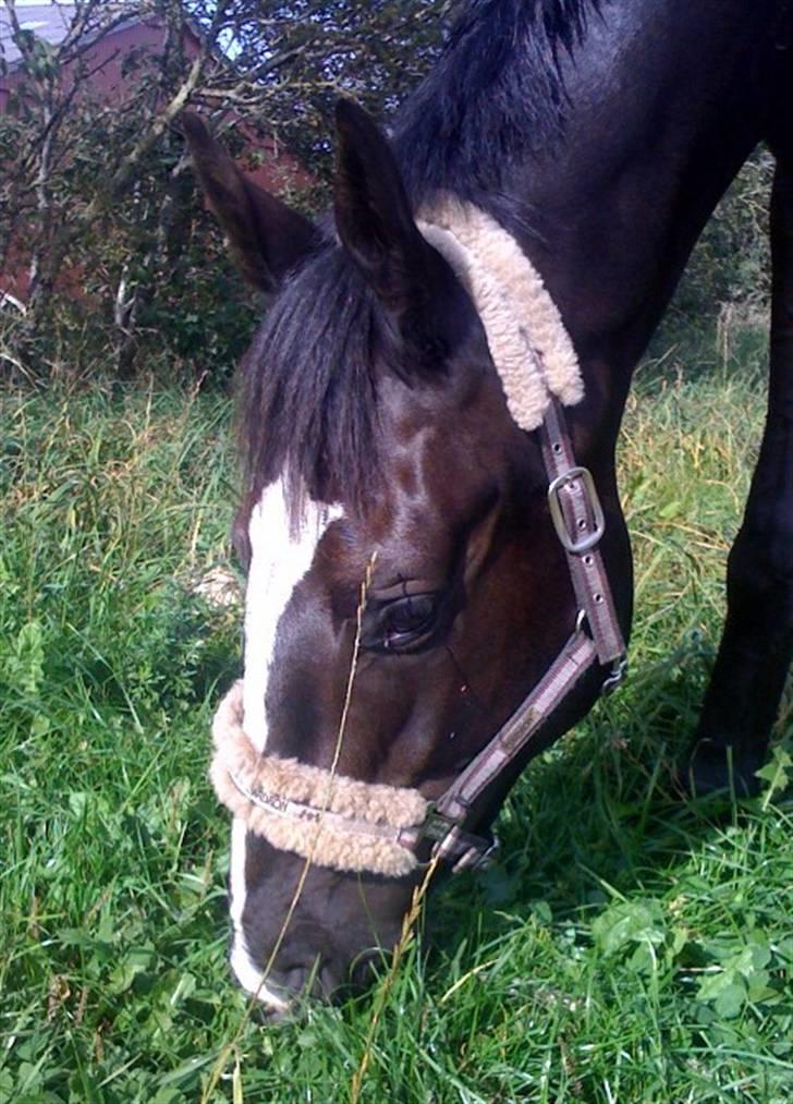 Dansk Varmblod Hejbøls Chanto DV 246 - Dejlige dreng. billede 13
