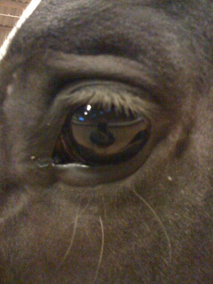 Dansk Varmblod Hejbøls Chanto DV 246 billede 14