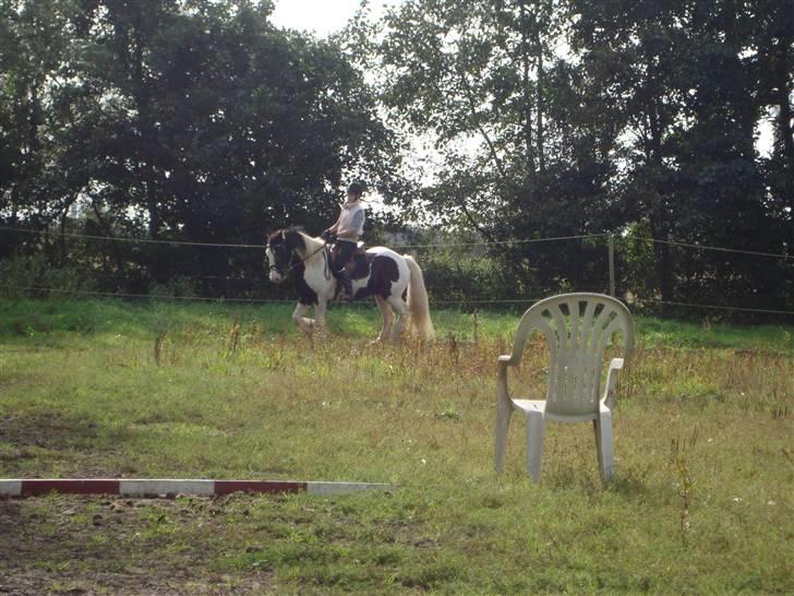 Irish Cob Beer's Sir Malthe SOLGT:/ billede 10