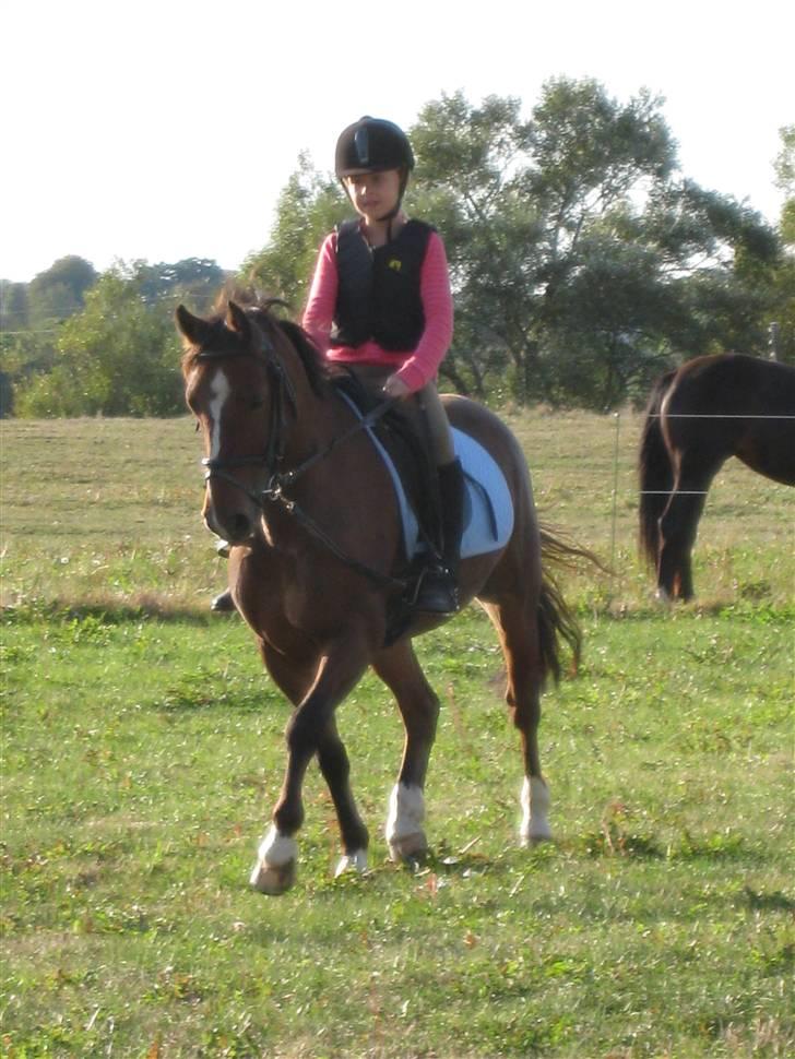 Anden særlig race Felipe<3 (solgt) - Og så lidt dressur. billede 3