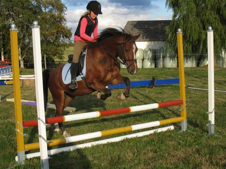 Anden særlig race Felipe<3 (solgt) - Hop Fille. billede 4